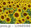 一面に咲き誇ったひまわり畑 129489368