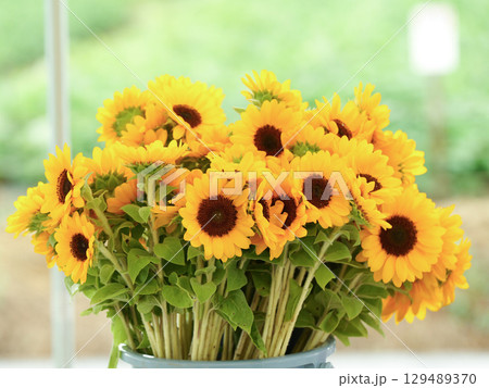 ひまわりの花束 129489370