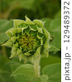 これから花開くひまわり 129489372