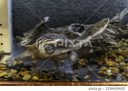 ナガクビガメ 129489400