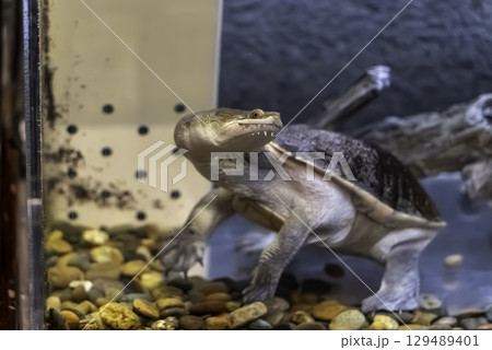 ジーベンロックナガクビガメ 129489401