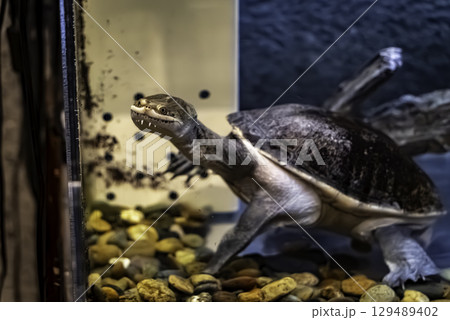 ジーベンロックナガクビガメ 129489402