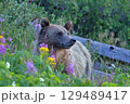 Grizzly Bear in the forest, Yellowstone National Park, USA 129489417