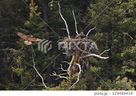 Osprey nest in the wilderness, USA 129489419