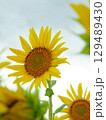 夏の花、太陽の光を浴びて輝くヒマワリ 129489430