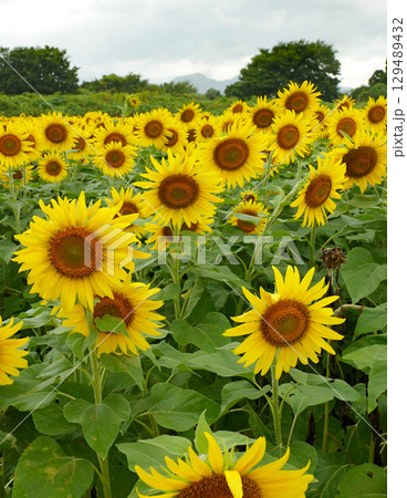 ひまわりの花のある風景 129489432