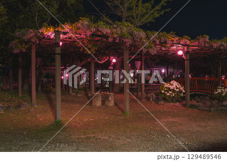 磐田市のライトアップされたの熊野の長藤の風景(静岡県) 129489546