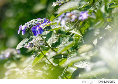 山里に咲くガクアジサイの花 129489563