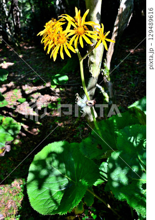 御坂山地の黒岳 マルバダケブキ 御坂山地の黒岳 マルバダケブキ 129489616