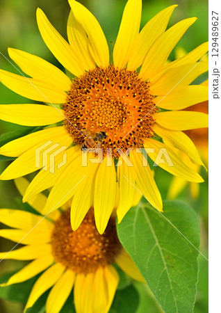 向日葵の花 129489627