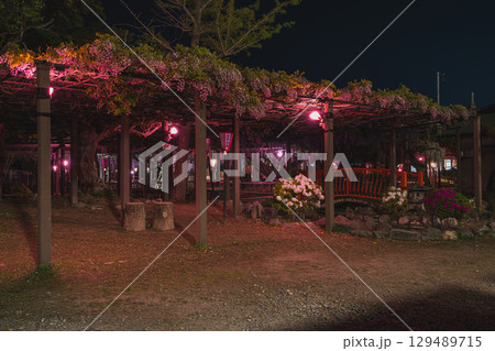 磐田市のライトアップされたの熊野の長藤の風景(静岡県) 129489715