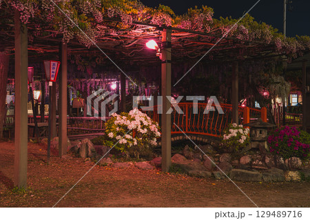 磐田市のライトアップされたの熊野の長藤の風景(静岡県) 磐田市のライトアップされたの熊野の長藤の風景(静岡県) 129489716