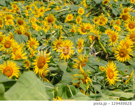 太陽みたいなひまわりの花ー66 太陽みたいなひまわりの花ー66 129489828