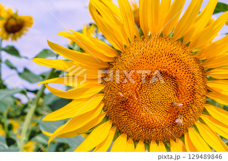 太陽みたいなひまわりの花ー83 太陽みたいなひまわりの花ー83 129489846