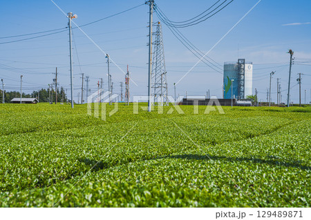 島田市にある牧之原大茶園の風景(静岡県) 129489871