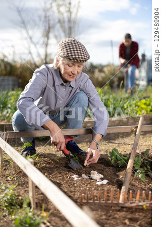 Mature woman farmer using chopper to plant garlic in soil in vegetable garden on sunny day in spring 129489904