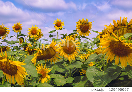 太陽のようなひまわりの花ー16 129490097