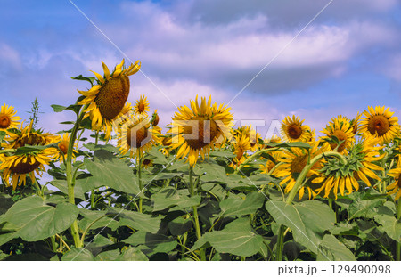 太陽のようなひまわりの花ー17 太陽のようなひまわりの花ー17 129490098