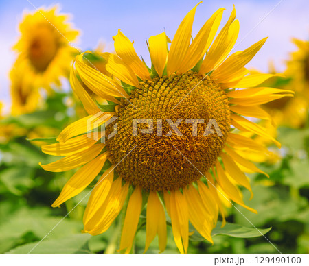 太陽のようなひまわりの花ー19 129490100