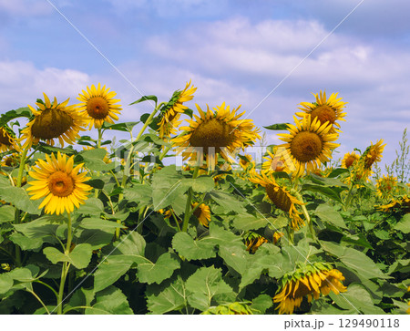 太陽のようなひまわりの花ー33 129490118