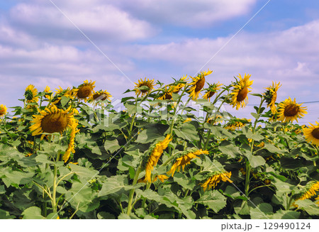 太陽のようなひまわりの花ー35 129490124