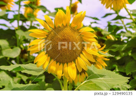 太陽のようなひまわりの花ー39 太陽のようなひまわりの花ー39 129490135