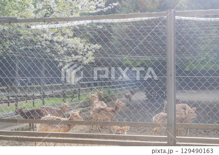 茨城 鹿島神宮の鹿 茨城 鹿島神宮の鹿 129490163