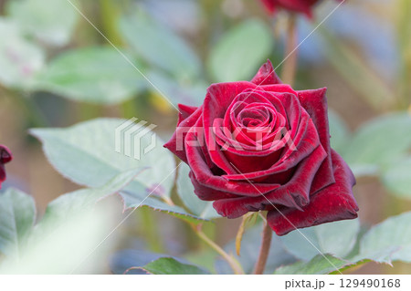 美しい赤い秋バラ 美しい赤い秋バラ 129490168
