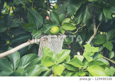 Avocado tree green plant healthy fruit farm. Smart farmer growing plant in eco green farm sustainable quality control. Avocado fruit Farm planting in eco Farmland biotechnology. Fruit organic farm Avocado tree green plant healthy fruit farm. Smart farmer growing plant in eco green farm sustainable quality control. Avocado fruit Farm planting in eco Farmland biotechnology. Fruit organic farm 129490180