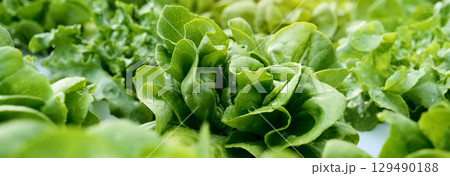 Banner fresh organic hydroponic vegetable plantation produce green salad hydroponic farm. Panorama Green oak lettuce salad in Organic Farm. Salad farm vegetable green oak lettuce with copy space 129490188