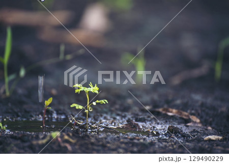 Eco green earth environment concept. Hand with growing tree on earth day with sunlight bokeh in morning. Save world energy protect by plant tree in soil and watering. 129490229