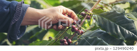 Banner hands harvest red seed in basket robusta arabica plant farm. Coffee plant farm Close up woman Hands harvest raw coffee beans. Ripe Red berry plant fresh seed coffee tree growth with copy space 129490240