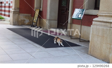 伸びをする猫 129490268