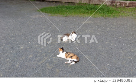 リラックスしている猫 129490398