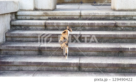 伸びをする猫 129490422