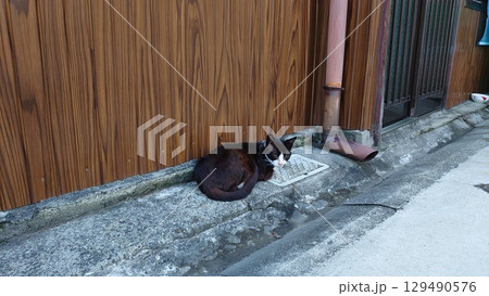 路地裏でこちらを見つめる猫 路地裏でこちらを見つめる猫 129490576