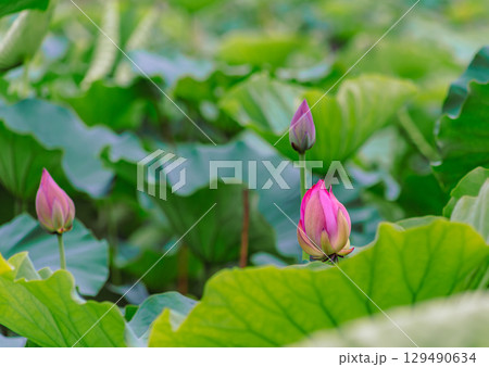 古代ハスの花4ー10 129490634