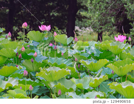 古代ハスの花4ー50 古代ハスの花4ー50 129490658