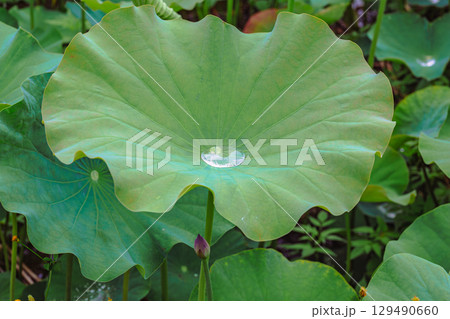 古代ハスの葉4ー52 129490660