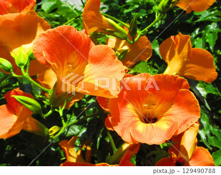 ノウゼンカズラの花のきれいな風景 129490788