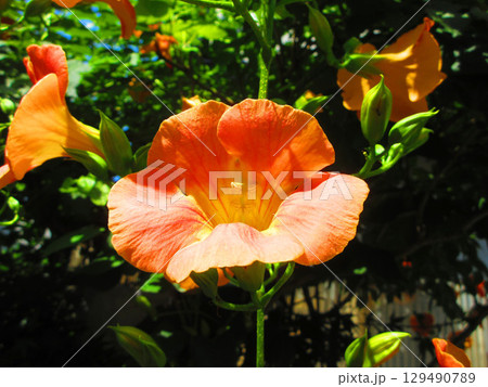 ノウゼンカズラの花のきれいな風景 129490789