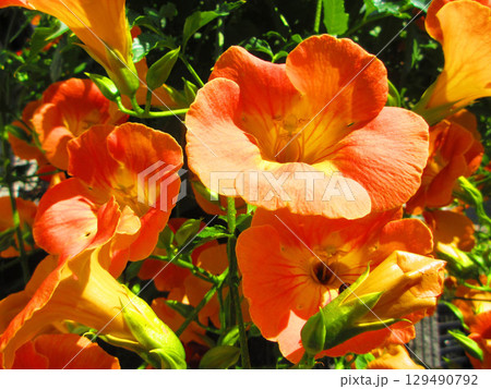 ノウゼンカズラの花のきれいな風景 129490792