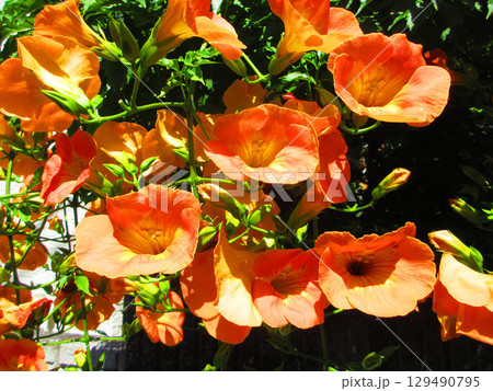 ノウゼンカズラの花のきれいな風景 129490795