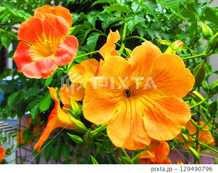 ノウゼンカズラの花のきれいな風景 129490796