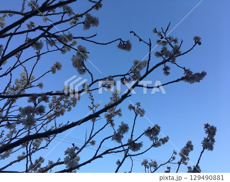 開放感ある風景。上の眺め。桜、花。 129490881