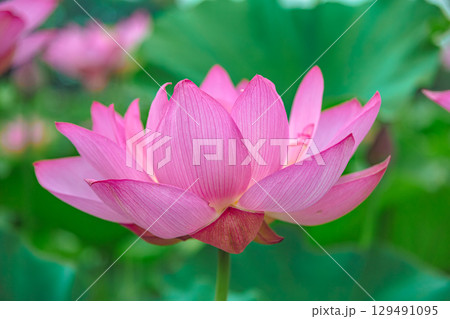 古代ハスの花3ー17 129491095