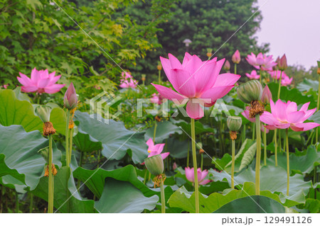 古代ハスの花3ー48 129491126