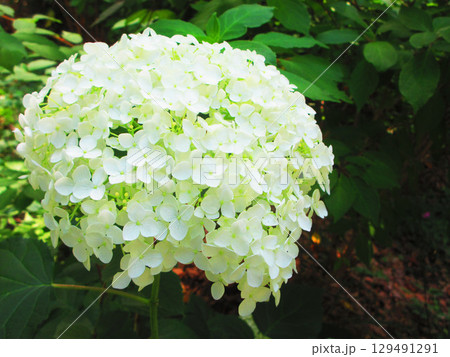 セイヨウアジサイの花の風景 129491291