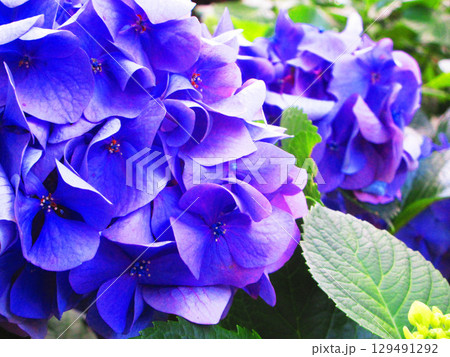 セイヨウアジサイの花の風景 129491292