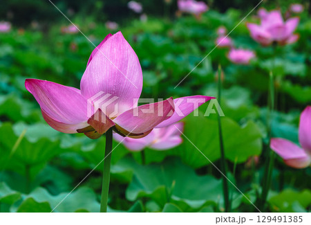 古代ハスの花3ー66 古代ハスの花3ー66 129491385